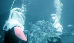 Jackie--helmet dive in Grand Cayman