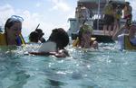 Grand Cayman--stingrays