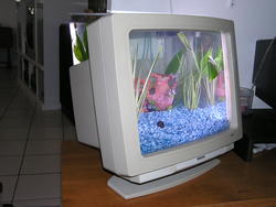 The Big Monitor Aquarium